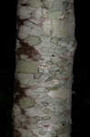 Cherry birch <BR>Sweet birch